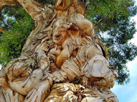 Don't know much about LSD or mushrooms