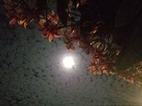 Full moon crazies
